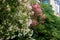 Flowering Oleander pink and white color