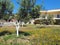 Flowering Olive Tree in Garden