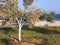 Flowering Olive Tree in Garden