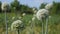 Flowering onion, blooming onion plant in garden. White onions flowers on summer field. Onion plants with beautiful white