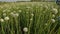 Flowering onion field in india