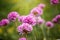 Flowering onions outdoors in summer