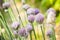 Flowering onions. Scenery of spring of Japan. onion purple flowers. Countless buds