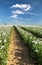 flowering opium poppy field in Latin papaver somniferum