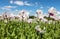 flowering opium poppy field in Latin papaver somniferum