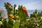 Flowering Opuntia cactus with the letter T under sun blue sky on sea background