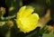 Flowering Opuntia cactus. Yellow flowers on a green branch