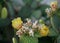 Flowering Opuntia or Paddle Cactus with yellow petals on green succulent