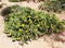 Flowering opuntia robusta, prickly pear