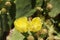 Flowering opuntia robusta, prickly pear