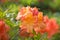 Flowering orange azalea