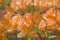 Flowering orange azalea