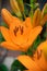Flowering orange lily