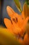 Flowering orange lily