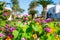 Flowering orange and pink bushes and palm trees in the garden