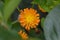 Flowering orange-red Hawkweed (Hieracium)