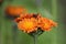 Flowering orange-red Hawkweed (Hieracium)
