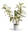 Flowering orchid Dendrobium Nobile in pot, on white