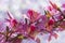 Flowering orchid tree on blurred background