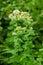 Flowering oregano, Origanum vulgare, culinary herb, curative plant