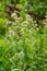 Flowering oregano, Origanum vulgare, culinary herb, curative plant