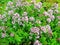 Flowering oregano. Origanum vulgare flowers.