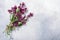 Flowering Oregano or wild marjoram Origanum vulgare atop grey textured backdrop w/ copy space, top  view