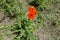 Flowering oriental poppy in late May