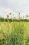 Flowering Oriental Salsify, Tragopogon pratensis,with yellow flowers