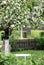 Flowering ornamental apple tree in ornamental garden