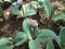 Flowering Ornamental Onion