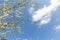 Flowering ornamental plum branches and blue sky with white clouds