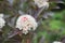 Flowering ornamental shrub Spirea