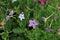 Flowering ornamental tobacco plant, Nicotiana sanderae, persica.