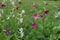 Flowering ornamental tobacco plant, Nicotiana sanderae, persica.