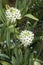 Flowering Ornithogalum saundersiae or Giant chincherinchee plant in garden