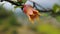 Flowering ovary of pomegranate on a branch og pomegranate tree