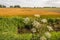 Flowering and overblown cow parsley on a ditch edge