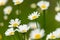 Flowering oxeye daisies growing in a meadow