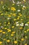 Flowering oxeye daisy