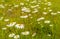 Flowering oxeye daisy blooms between grasses from close