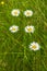 Flowering Oxeye daisy flowers on a grass meadow