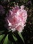 Flowering pale pink rhododendron