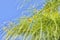 Flowering palo verde tree -parkinsonia tree