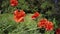 Flowering Papaver orientale, 4K