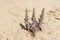 Flowering Parasitic Broomrape Plant in Makhtesh Ramon in Israel