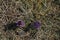 Flowering Pasque Flower Pulsatilla vulgaris