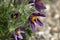 Flowering Pasque Flower Pulsatilla vulgaris