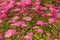 Flowering Patagonian verbena