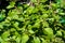 Flowering patchouli plant in sunshine